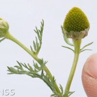 Pineappleweed